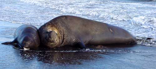 Eléphants de mer à Kerguelen