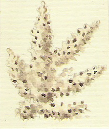 benitier